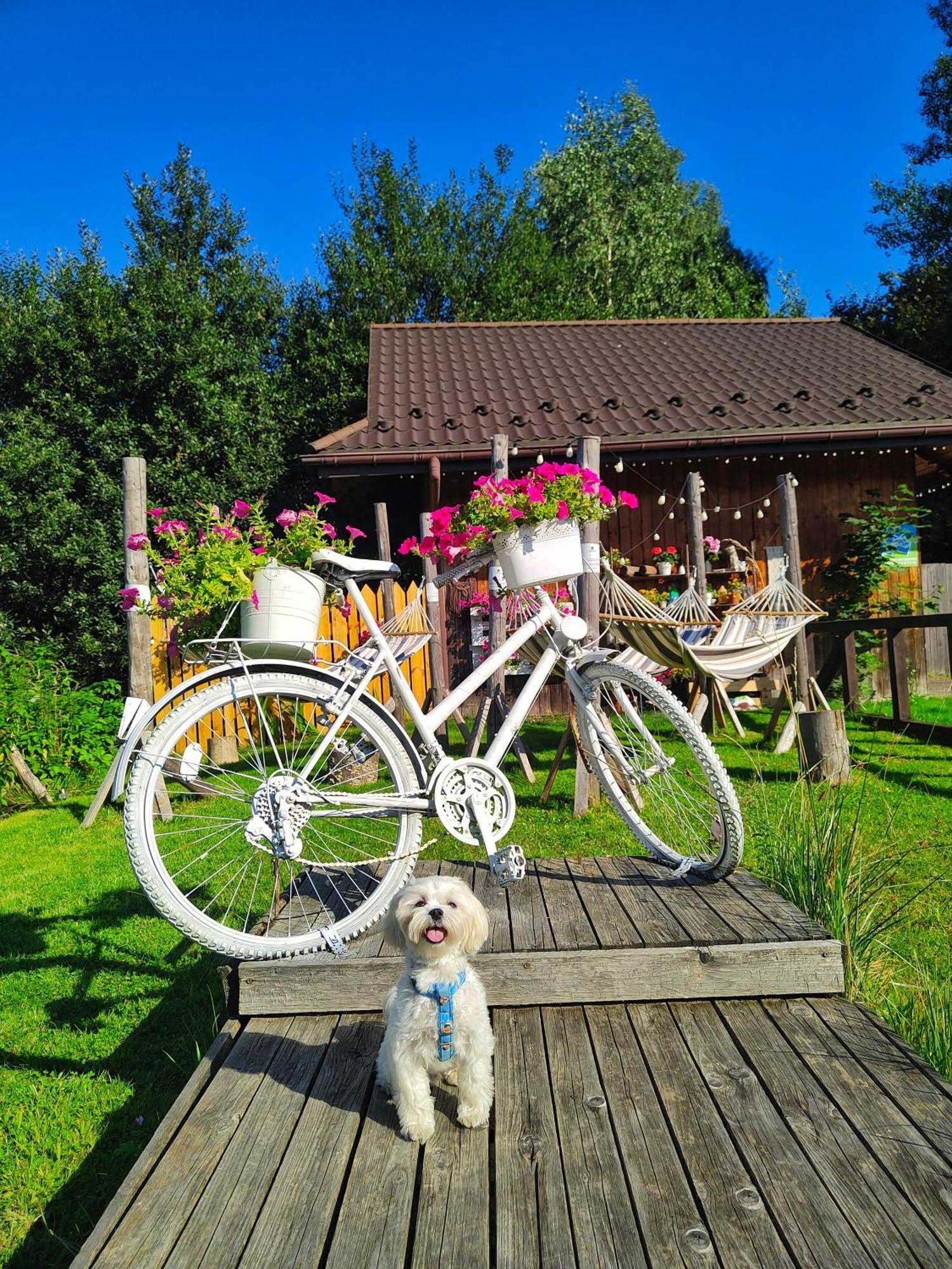 Bed and Breakfast Czarna Owca Istebna Exterior foto